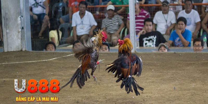 fi88 đăng nhập mậu binh khuyến mãi