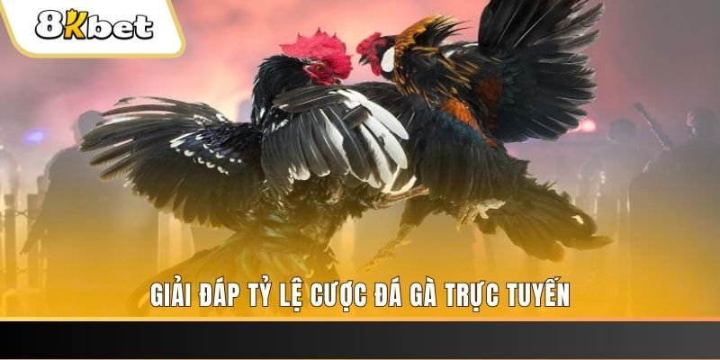 fi88 trực tiếp đá gà thomo